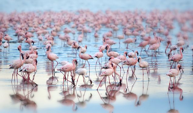 Kenya Facts - flamingoes