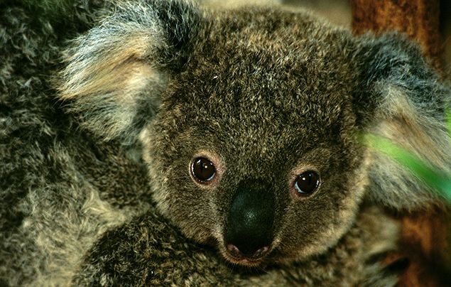 Super cute baby koala and mother just hanging out, looking like