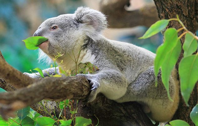 10 fascinating koala facts!