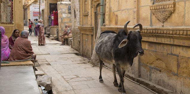 India facts cow - cow in street