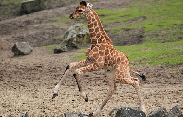 10 giraffe facts! - National Geographic Kids