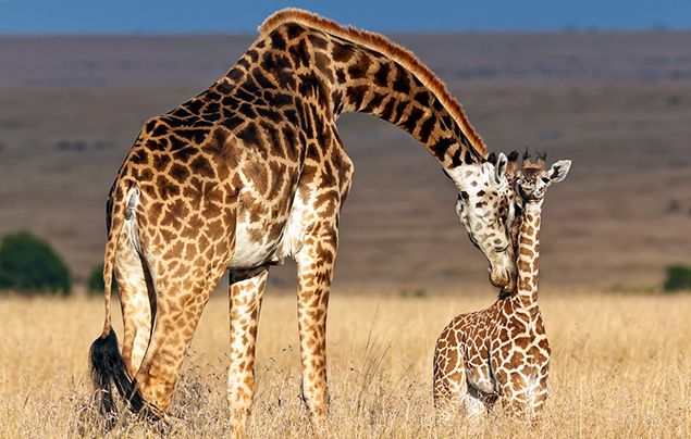 adult giraffe sleeping