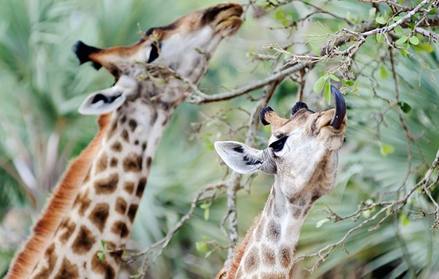 giraffes eating food