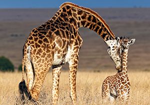 baby giraffes in the wild