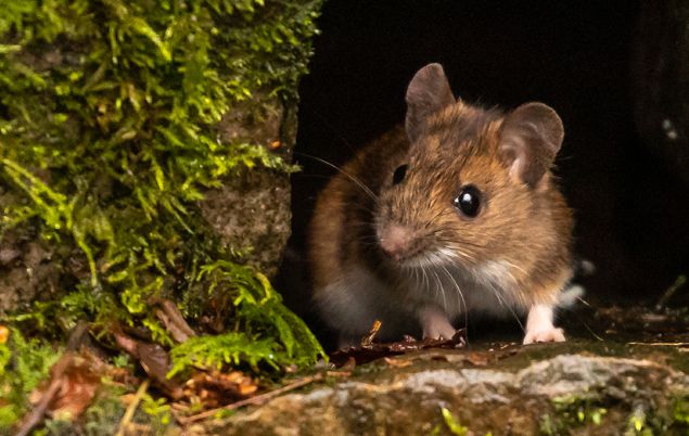 Ireland Facts - mouse