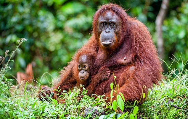 orangutan facts | a mother orangutan holds a baby close to her chest while she sits on the ground