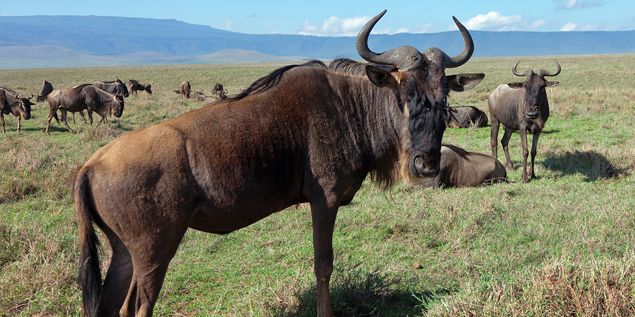 Tanzania Facts - wildebeest