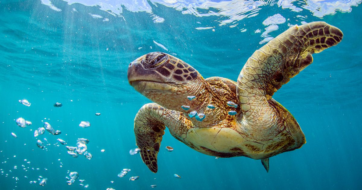 What are 5 interesting facts about turtles?