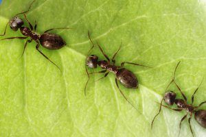 10 cool facts about ants! - National Geographic Kids
