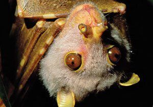 Bats Make Good Neighbors: Ten Facts That May Surprise You