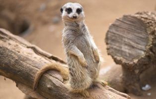 Meerkat Facts! - National Geographic Kids
