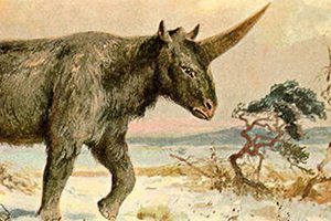 ancient-siberian-unicorn-fossil-discovered
