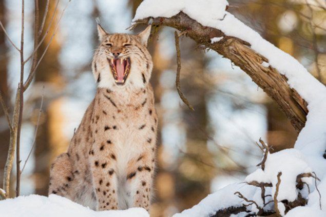 Eurasian Lynx Facts! - National Geographic Kids