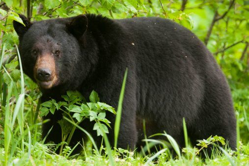 Bears, facts and information, bear