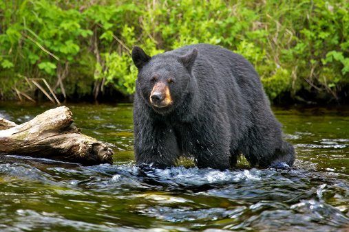 american black bear habitat