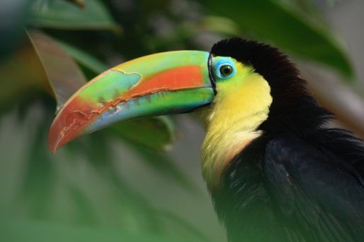 Rainforest Animals List With Pictures, Facts: Interesting Rainforest Species