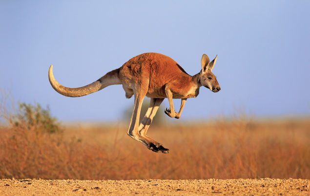 Australia facts for kids: let's head down under! | National Geographic Kids