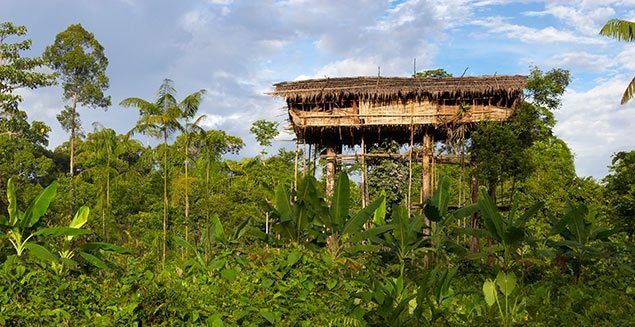 tropical rainforest ecosystem for kids