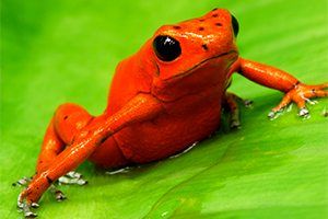 rainforest animals pictures and facts