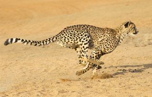 10 top cheetah facts! - National Geographic Kids