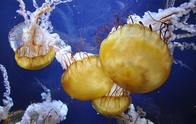 https://cdn.creatureandcoagency.com/uploads/2017/02/jellyfish-facts-1.jpg