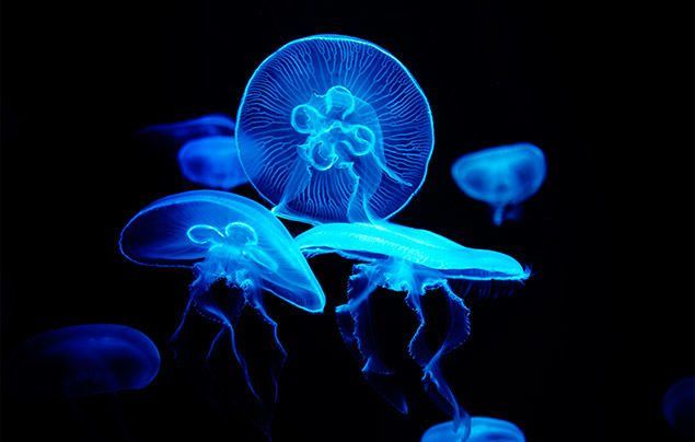 Jellyfish Facts! - National Geographic Kids