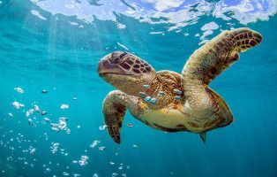 10 totally awesome facts about turtles! - National Geographic Kids