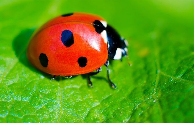 Ladybird facts for kids | National Geographic Kids