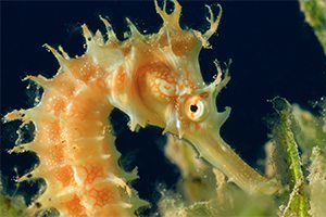 Seahorse facts for kids  National Geographic Kids