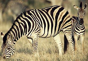 Zebra facts for kids | National Geographic Kids