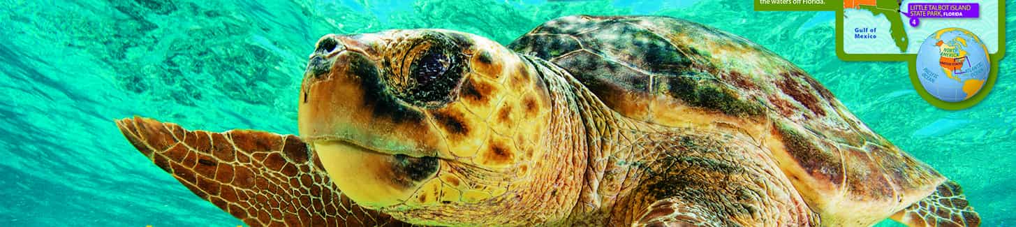sea turtle primary resource