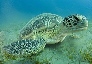 green sea turtle predators