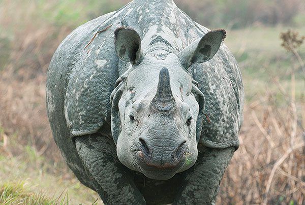Rhinoceros facts