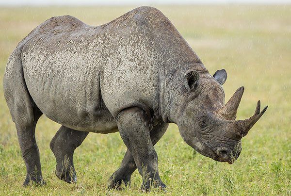 javan rhinoceros baby