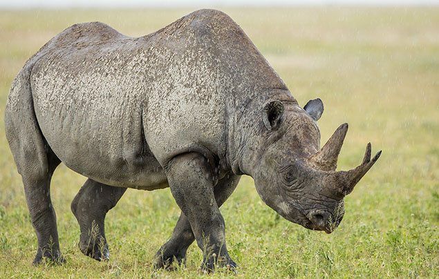 Fascinating rhino facts for kids | National Geographic Kids
