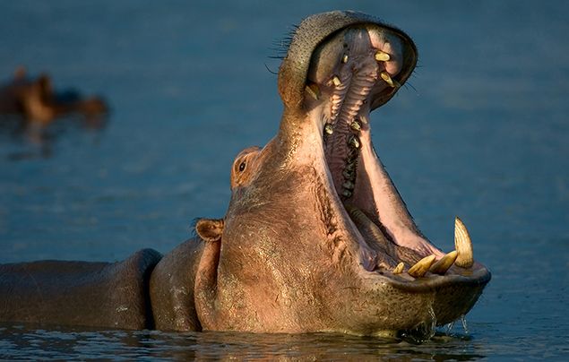 10 Hippo Facts! - National Geographic Kids