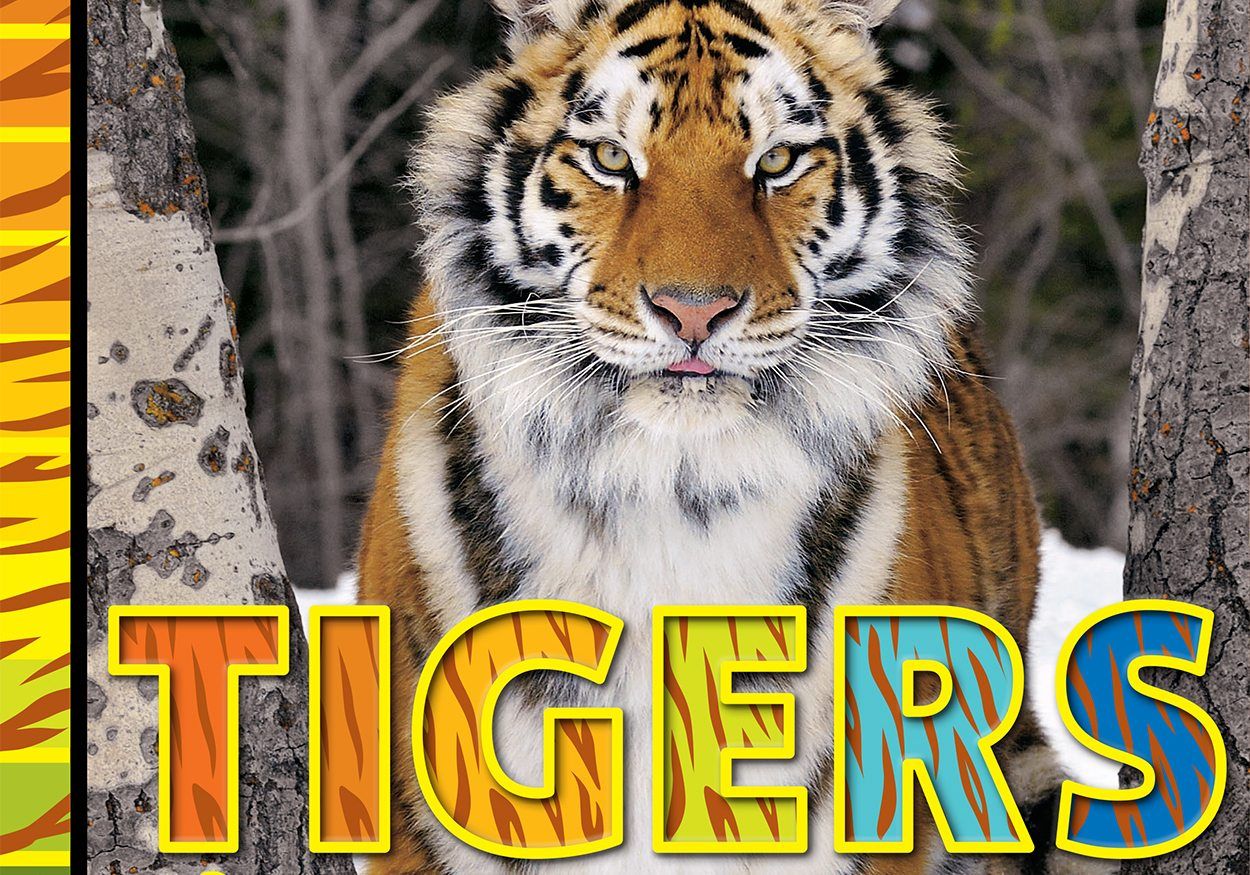 Siberian Tiger  National Geographic
