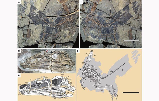 Velizar Simeonovski, the Field Museum, for UT Austin Jackson School of Geosciences