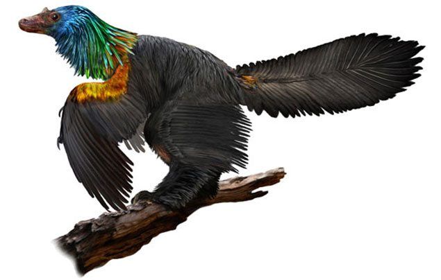 Rainbow dinosaur fossil discovered in China