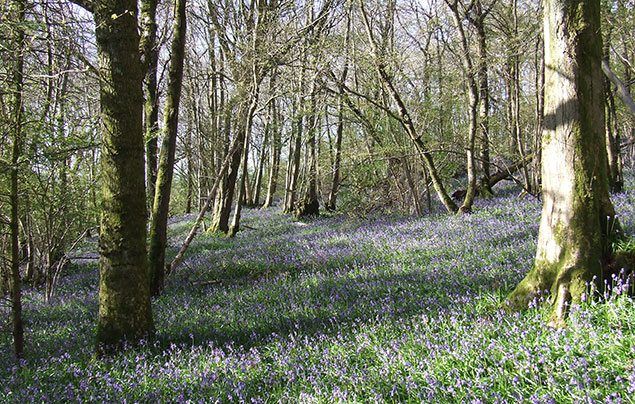 Woodland Trust Mother's Day