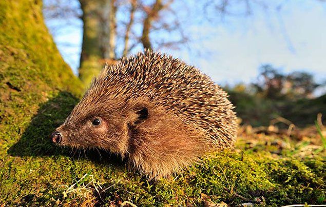 Woodland Trust Mother's Day