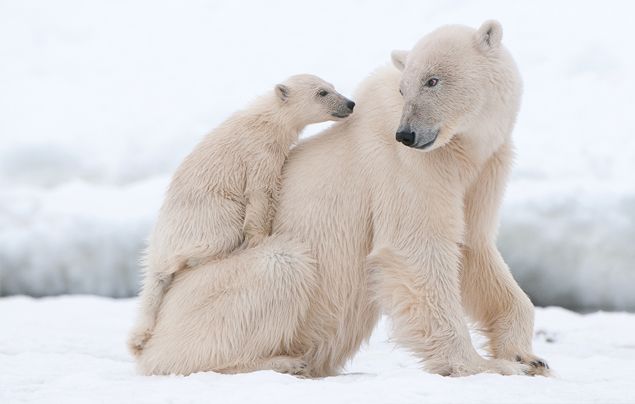 What is climate change? - polar bears