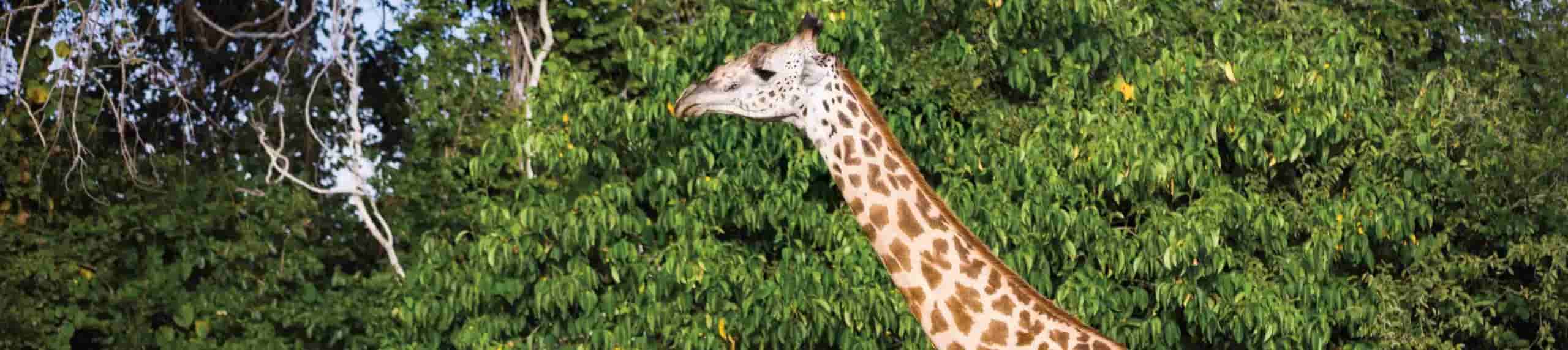 A giraffe uses its long, dark tongue to reach and grasp leaves from a bush, making the most of its unique adaptation as a primary resource for survival against the clear blue sky.