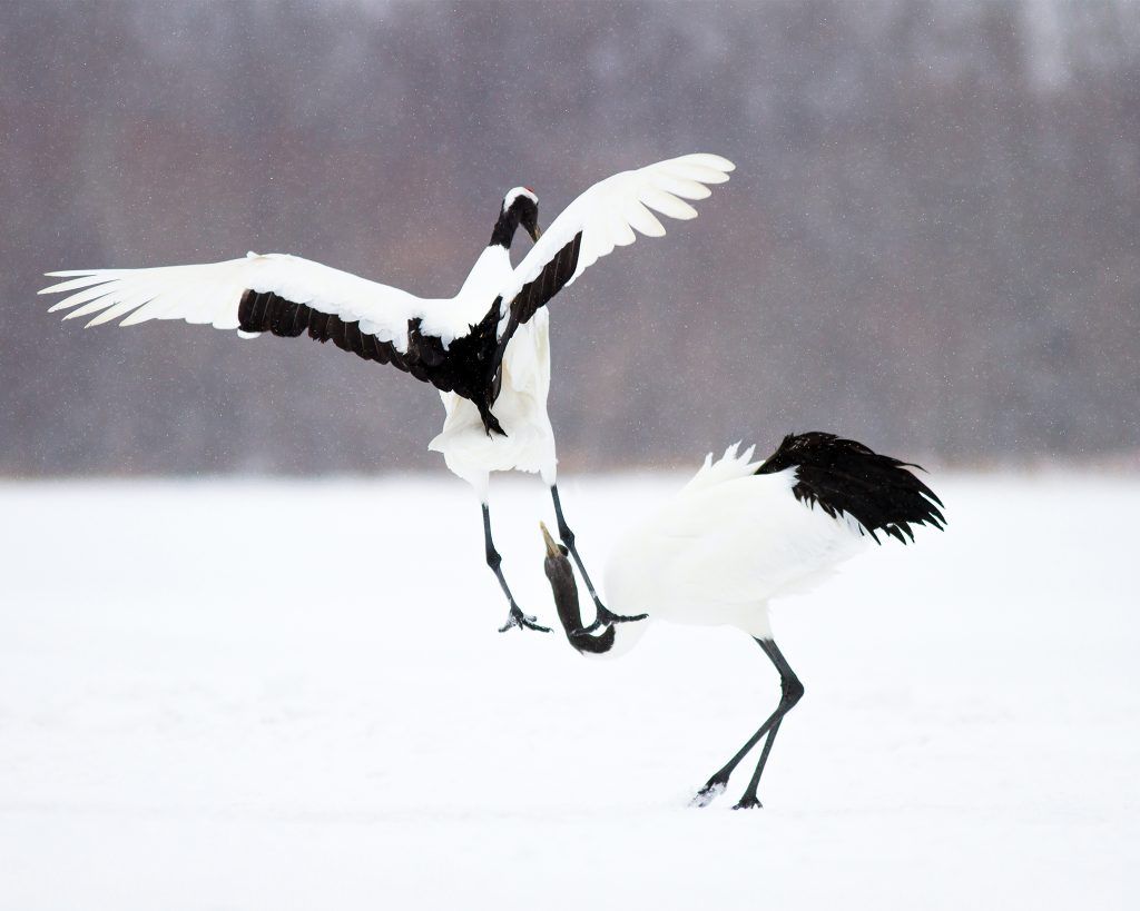 red-crowned cranes photo by Josh Guyan