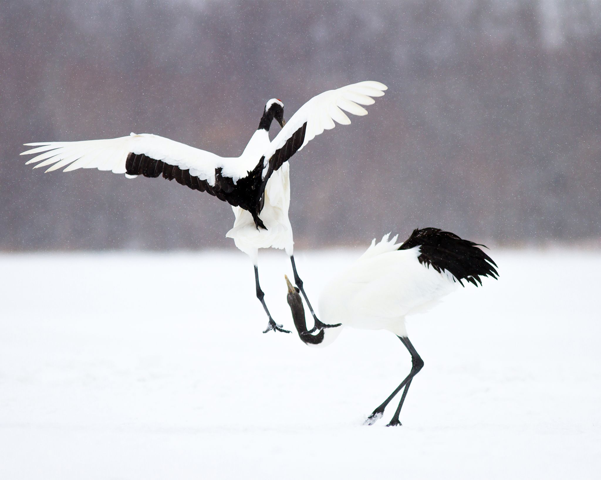 Photographing Wildlife -- Photo Tips -- National Geographic