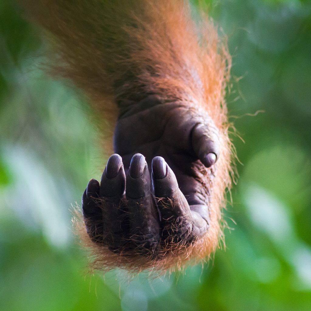 orangutan photo by Josh Guyan