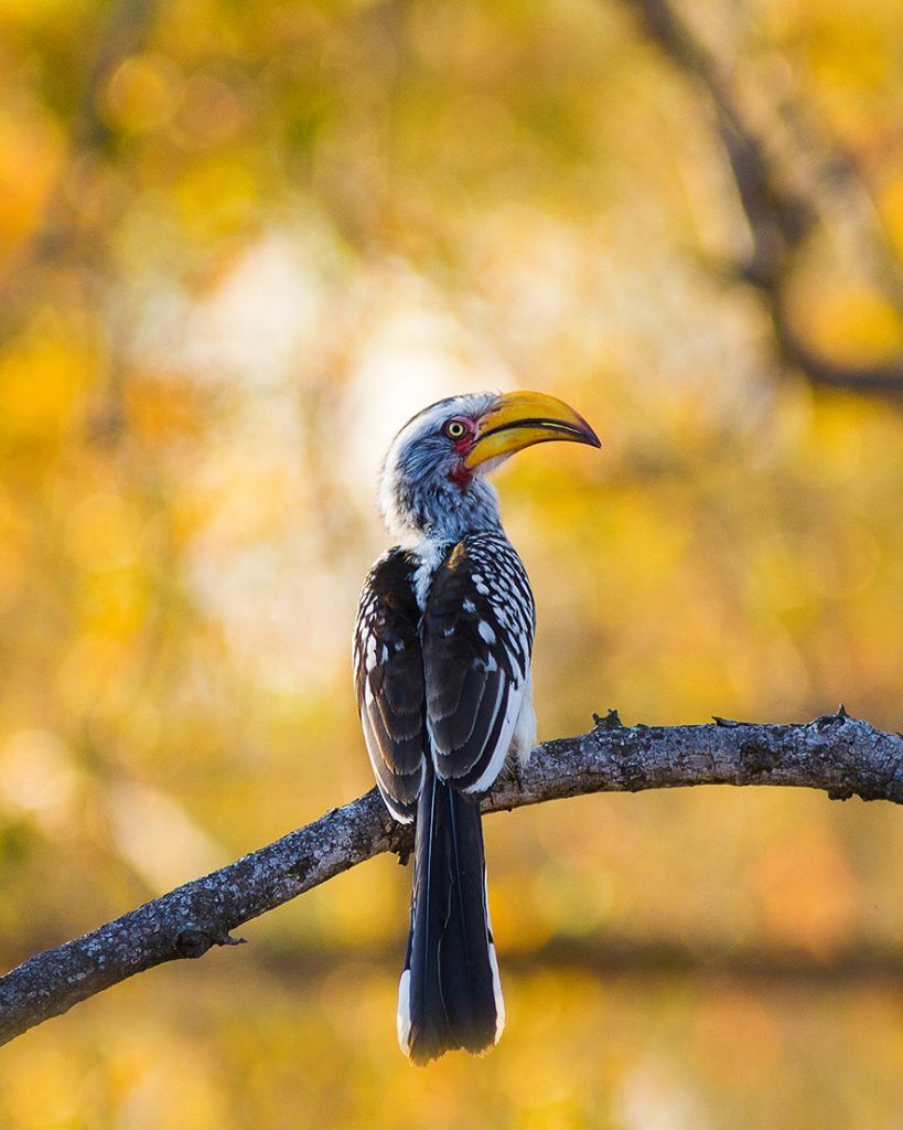 hornbill photo by Josh Guyan