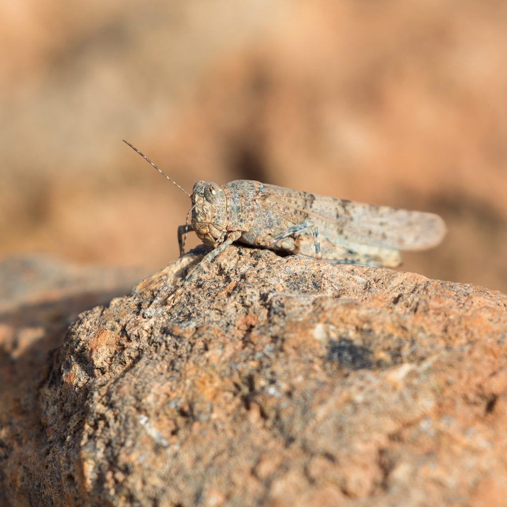 camouflage grasshopper photo by Josh Guyan