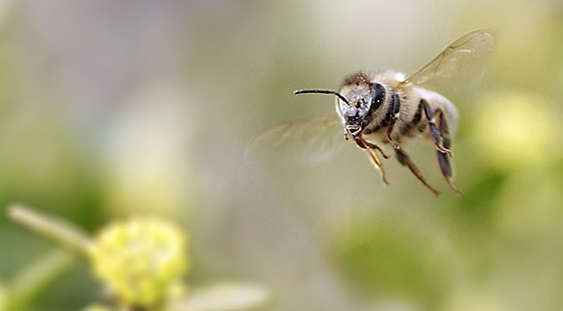 Bee Hawk Moth - Facts: Uncovering the Secrets of This Intriguing Insect -  What's That Bug?