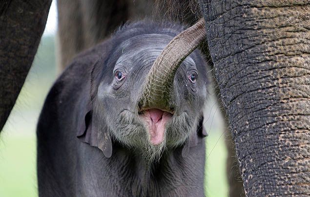 A baby Asian elephant